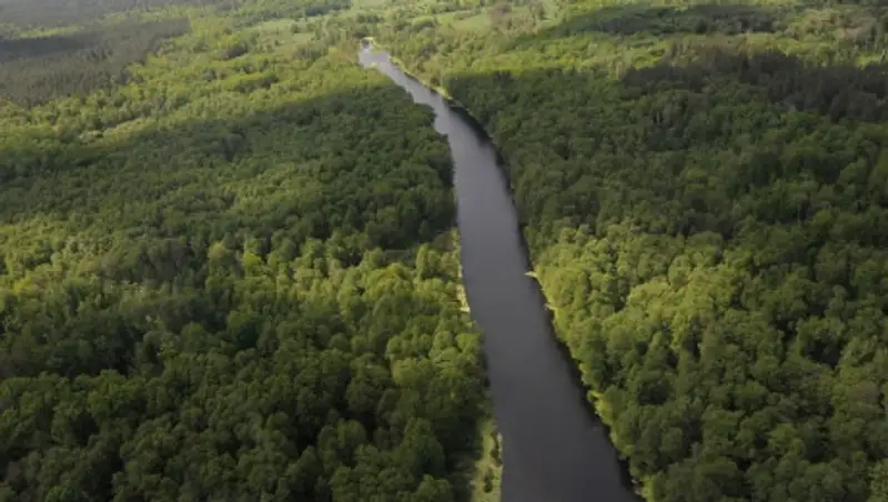 В Кыргызстане вдоль границы с Казахстаном появится "зеленый пояс"