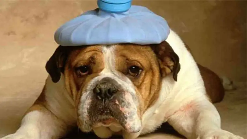 В Казахстане по-прежнему прогнозируют сильную жару