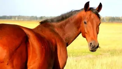 Zakon.kz, фото - Новости Zakon.kz от 28.11.2015 21:05