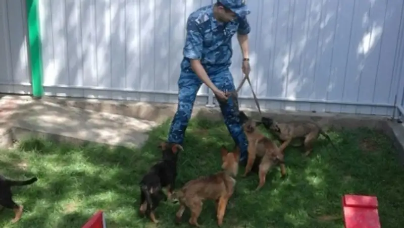 В Центре кинологической службы алматинской областной полиции появились первые питомцы 