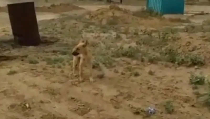 Отстрел собак в Атырау: Начато расследование