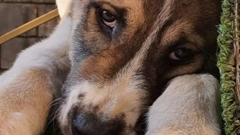 Собаку убило током в реке Большая Алматинка