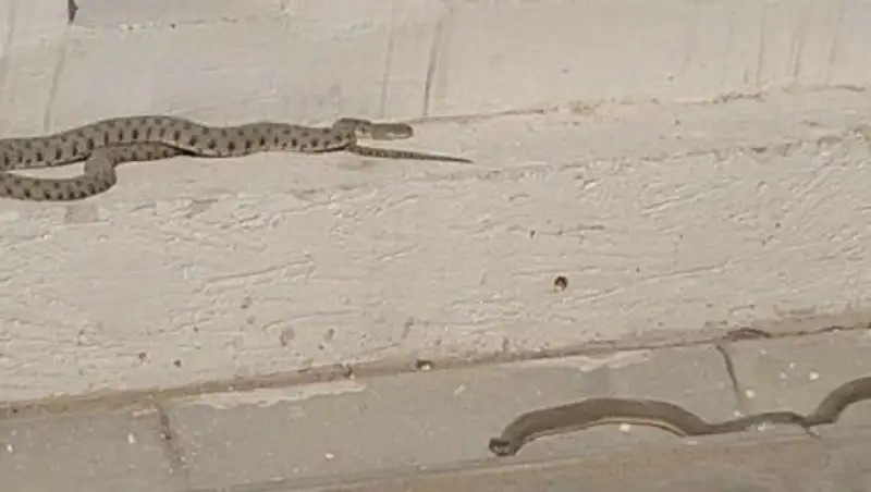 Жители Актау обеспокоены большим скоплением змей на набережной