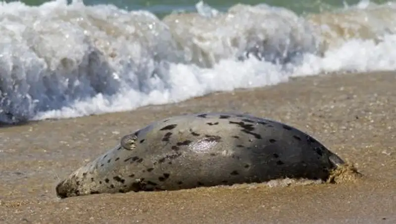 Эксперты разошлись во мнении о возможных причинах гибели тюленей на побережье Каспия