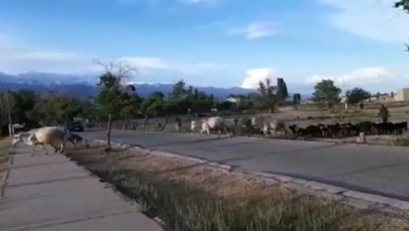 Правила содержания сельскохозяйственных животных примут в Алматы до конца года