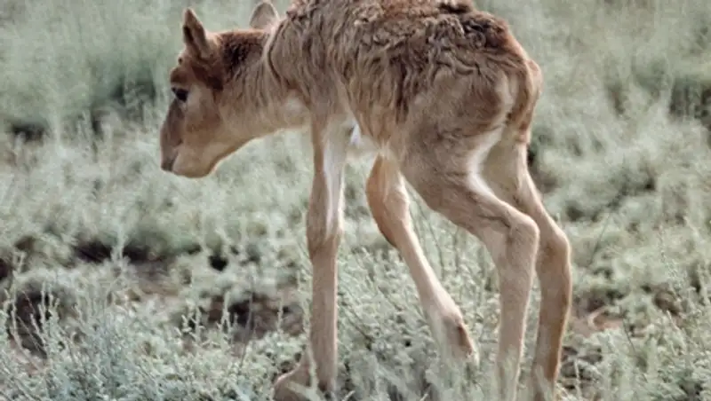 Застрелившие 5 сайгаков браконьеры задержаны в Кызылординской области