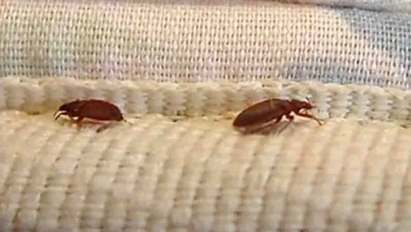 В Астане женщина отсудила 50 тыс. тенге за мебель с клопами