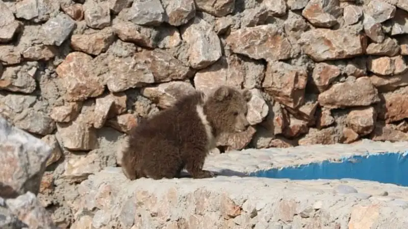 Медвежонок родился в зоопарке Шымкента