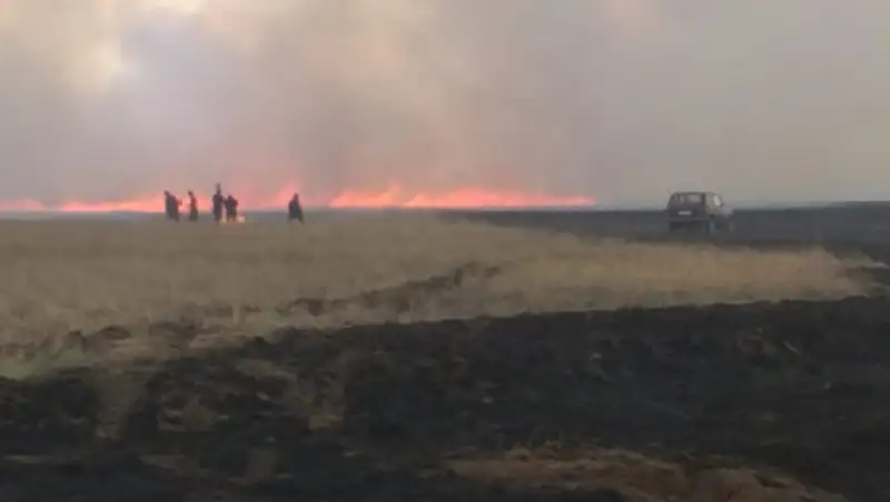 В Павлодарской области горел не лес, а сухая трава