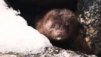 Pixabay, фото - Новости Zakon.kz от 22.11.2020 22:49