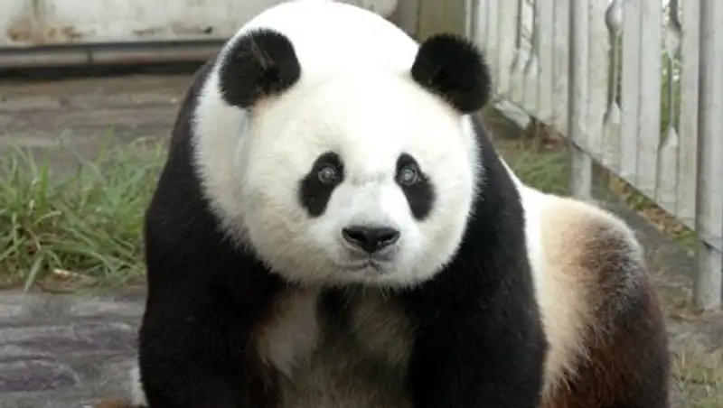 В Китае скончался старейший в мире самец панды