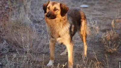 Zakon.kz, фото - Новости Zakon.kz от 10.01.2017 16:15