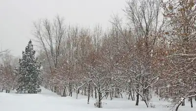 деревья, холодно , фото - Новости Zakon.kz от 20.12.2021 11:15