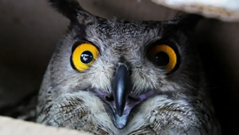 Для борьбы с воронами в Кремле завели филина Филю