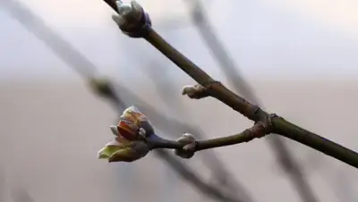 АиФ, фото - Новости Zakon.kz от 11.03.2020 06:12