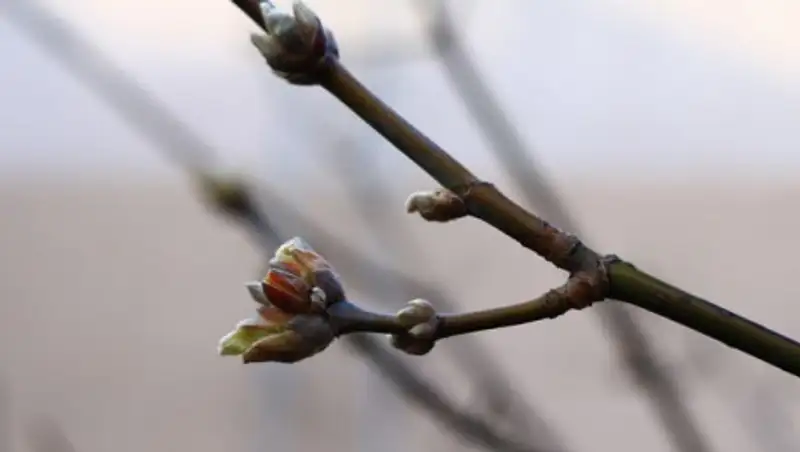 Местами по республике ожидаются туман и гололед 11 марта