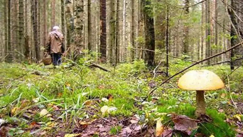 В лесах Акмолинской области потерялись грибники