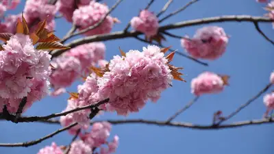 В Алматы Наурыз начнется с празднования "Көрісу күні" 14 марта, фото - Новости Zakon.kz от 14.03.2023 04:30