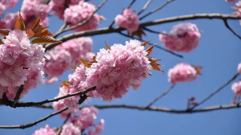 В Алматы Наурыз начнется с празднования "Көрісу күні" 14 марта