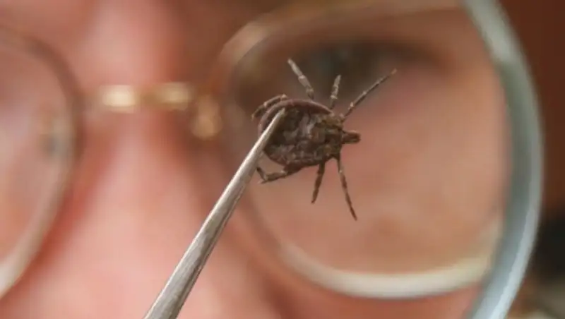 В Кызылорде раньше обычного активизировались клещи