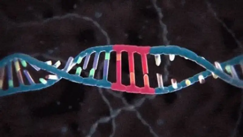 В продуктах в Казахстане обнаружили ДНК свиньи