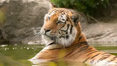 Четырех тигрят из России выпустят в Казахстане для возрождения популяции, фото - Новости Zakon.kz от 09.09.2022 11:10