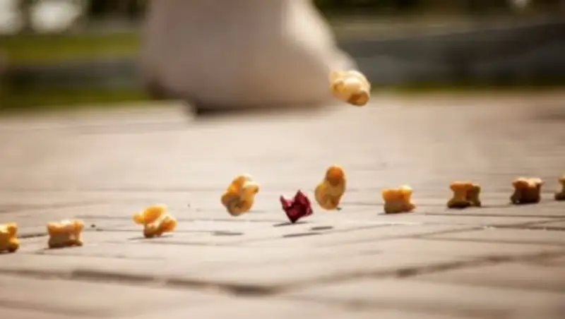 Асык ату предложили включить в список культурного наследия ЮНЕСКО
