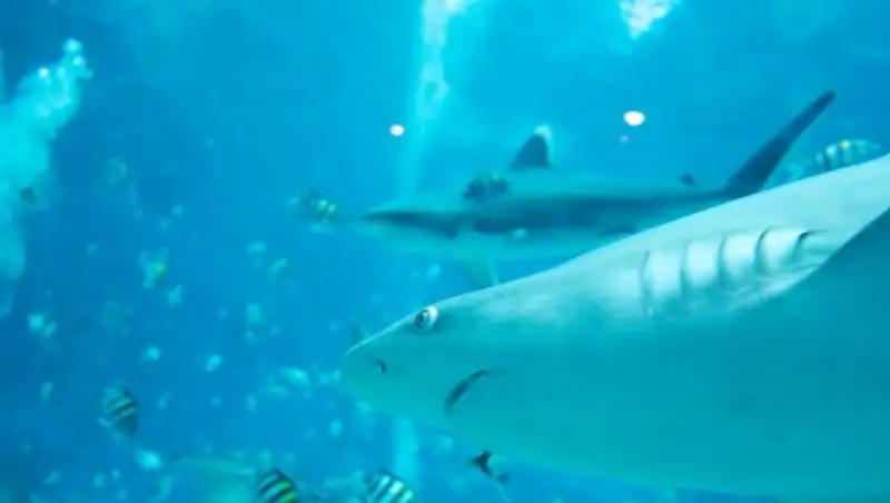 Голландского путешественника-одиночку атаковали акулы