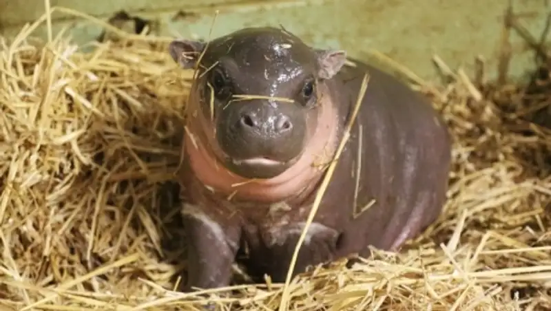 Лучшие фотографии животных со всего мира за неделю