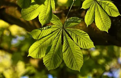 Ученые разгадали загадку влияния зеленого цвета на ослабление боли, фото - Новости Zakon.kz от 14.12.2022 07:33