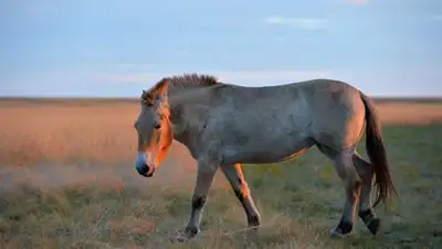 ИноСМИ, фото - Новости Zakon.kz от 26.02.2018 14:21