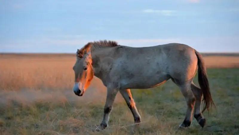 Предков лошади Пржевальского одомашнили на территории Казахстана