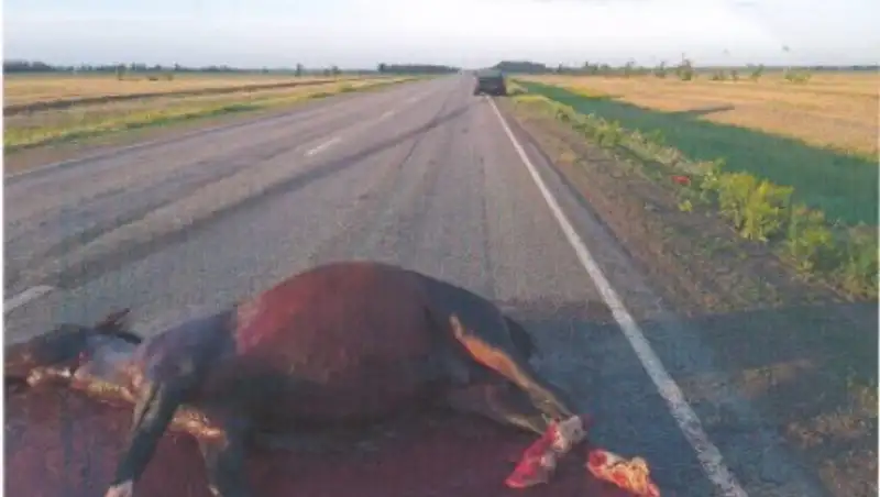 Владелец сбитых на трассе коней взыскал миллионный ущерб с водителя