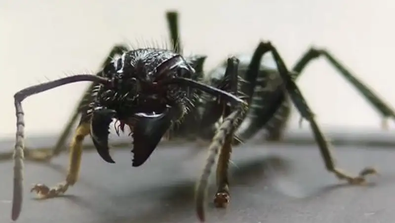 Мужчина испытал на себе самый болезненный укус насекомого