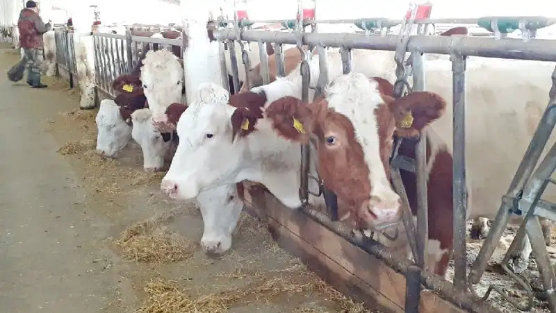 Токаев подписал поправки по вопросам племенного животноводства