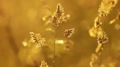 Pixabay, фото - Новости Zakon.kz от 28.04.2020 11:29