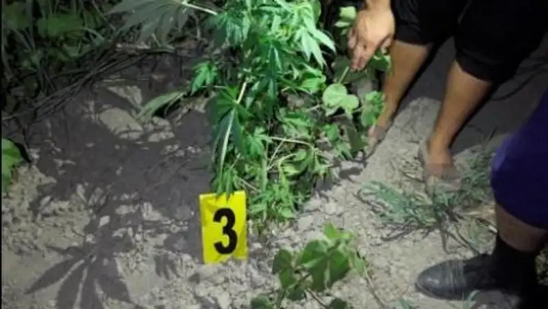 Житель ЮКО на хлопковом поле вырастил "грядку" конопли