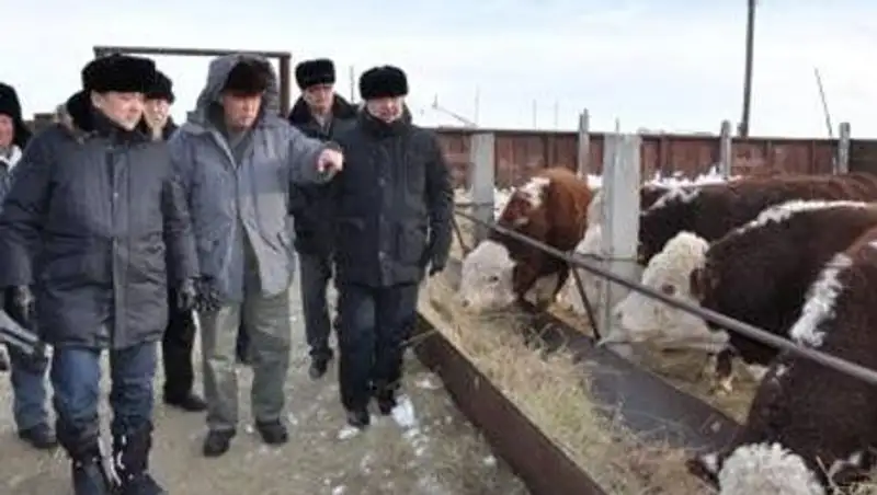 В ЗКО наращивают мясной потенциал