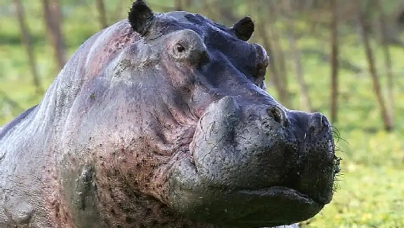 В Колумбии засуха пригнала в город голодных бегемотов