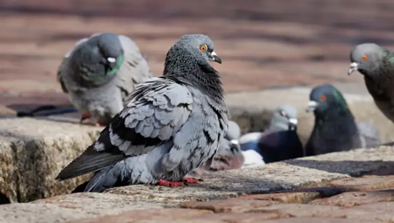 Узбекистанец зарезал жителя Алматинской области из-за голубей