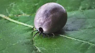 pixabay.com, фото - Новости Zakon.kz от 14.05.2020 19:30