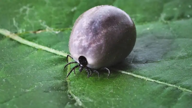 758 алматинцев уже покусали клещи этой весной