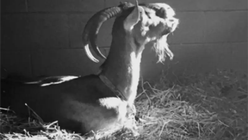 У Ченнинга Татума умерла коза