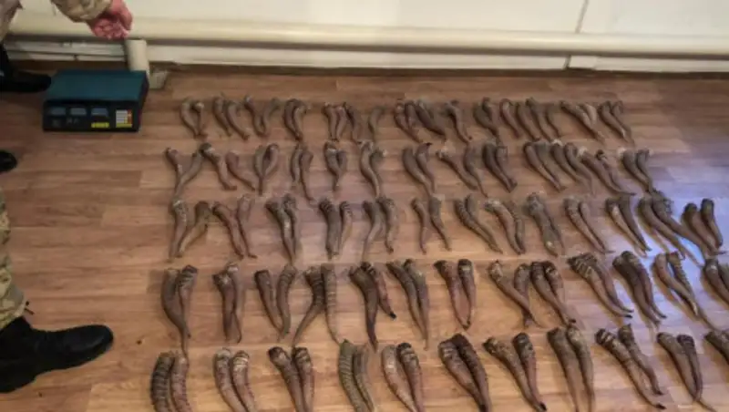 Браконьеры с 280 рогами сайгаков задержаны в ЗКО