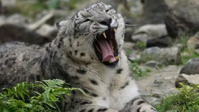 фотоловушка хищник, фото - Новости Zakon.kz от 28.07.2022 14:19