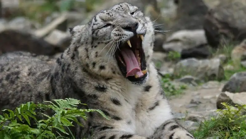 Снежные барсы попали в фотоловушку сразу в двух нацпарках