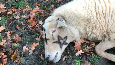 Solent News, фото - Новости Zakon.kz от 01.12.2019 12:11