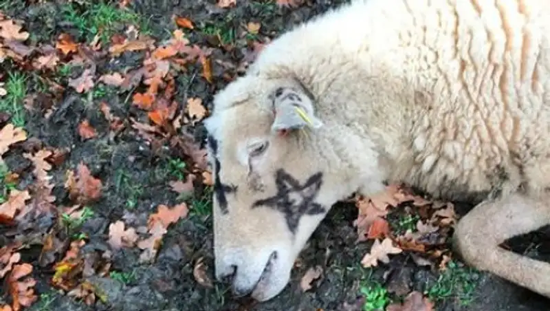 Делом о загадочных убийствах овец занялись британские полицейские-язычники