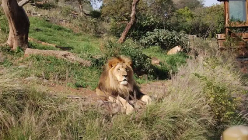 Лев загрыз гида во время сафари в зимбабвийском заповеднике