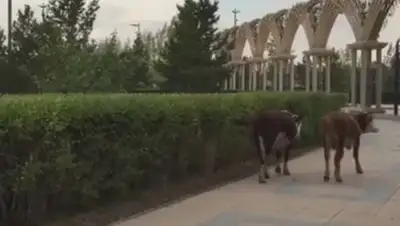 Zakon.kz, фото - Новости Zakon.kz от 29.08.2017 17:07